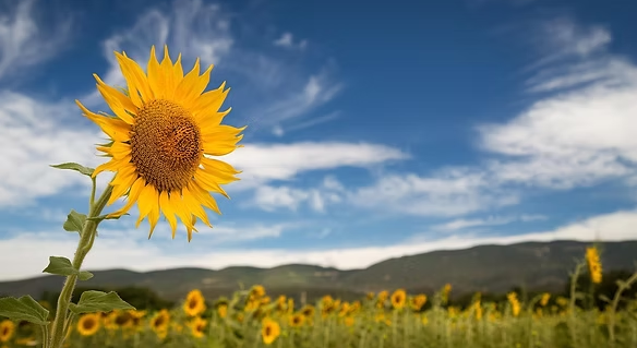 Benefits of a teacher growth model in schools